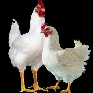 Chicks